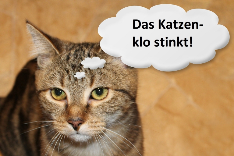 Wenn das Katzenklo stinkt - Tipps und Ratschläge